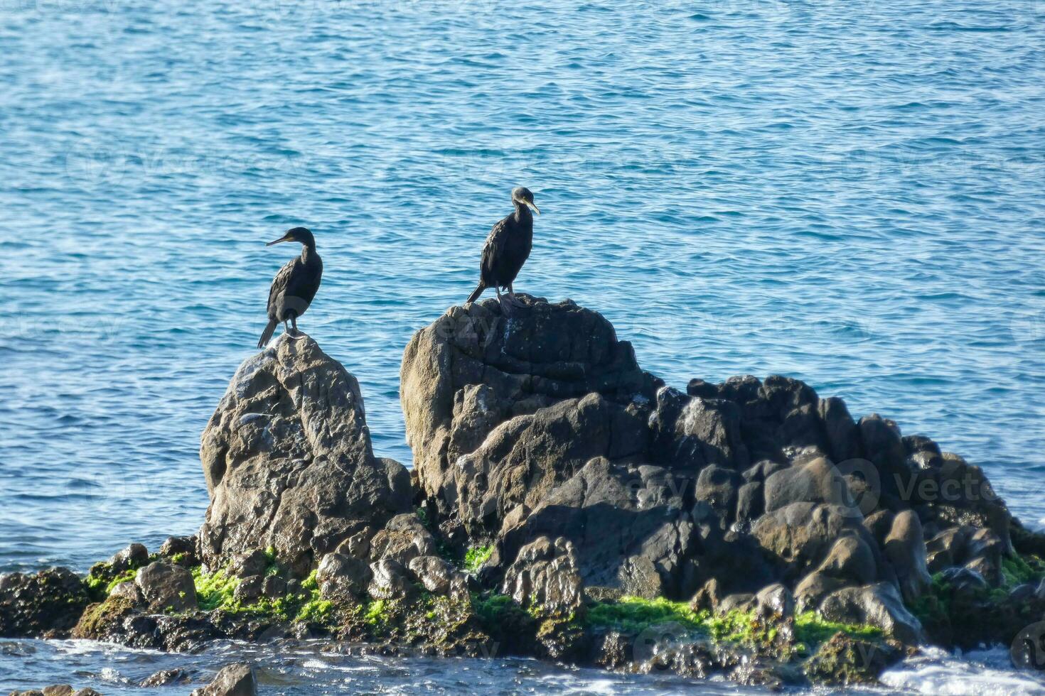 Corbarans, aves marinhas em pedras fechar para a costa foto