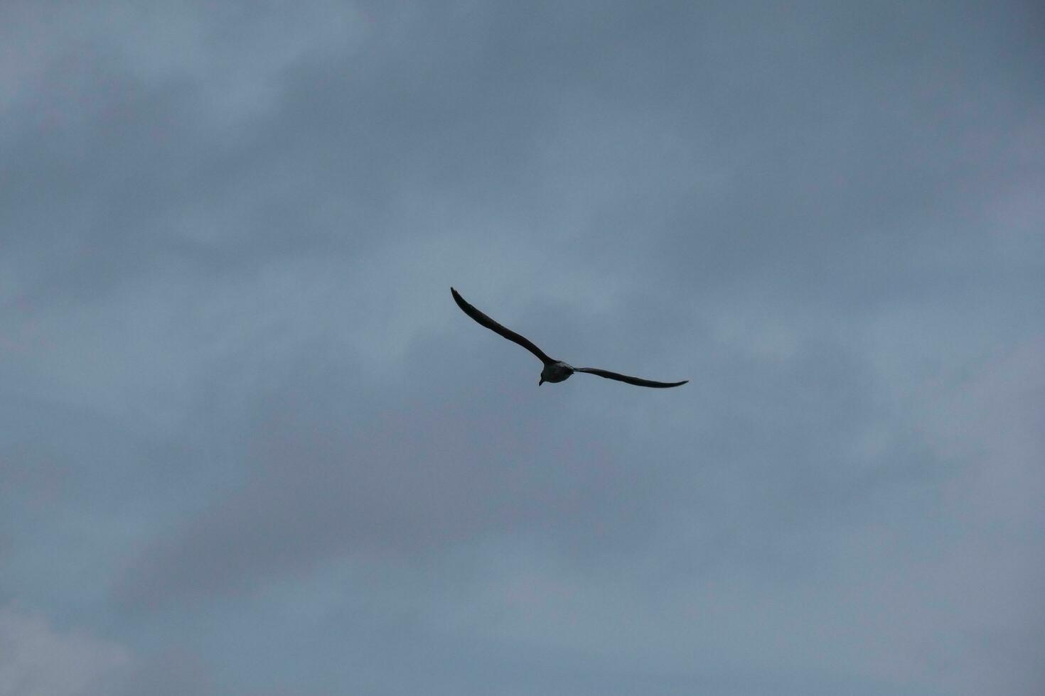 gaivotas voando no céu mediterrâneo, pássaros selvagens na costa catalã, espanha foto