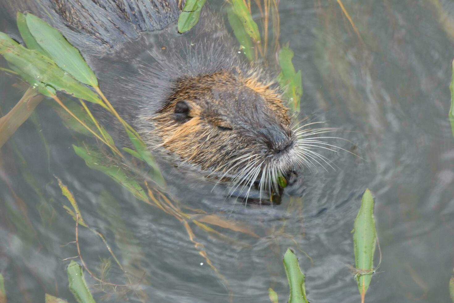 lontra dentro a onyar rio dentro a Centro do a cidade do Girona. foto