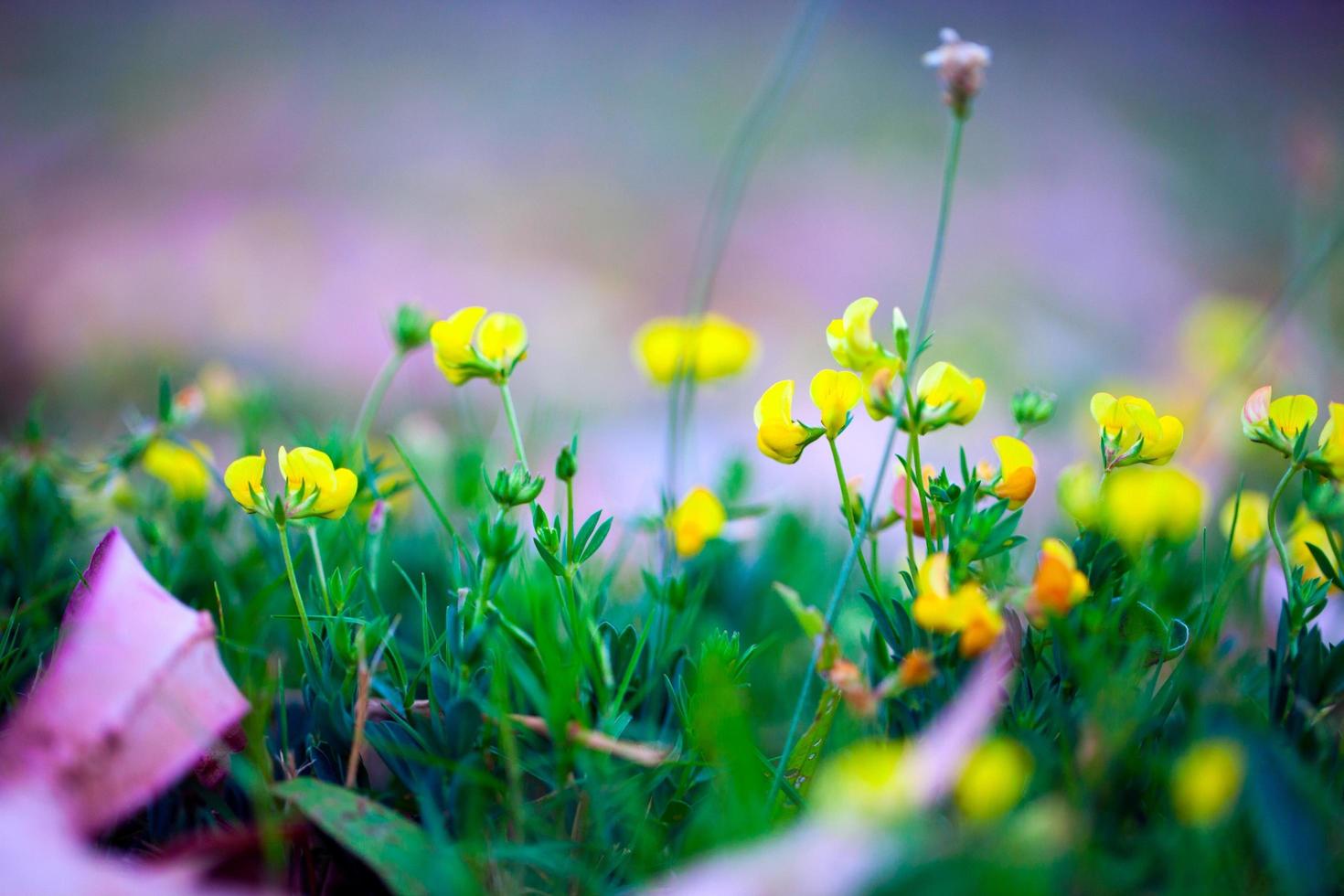 flores e folhas coloridas da flora romântica viva foto