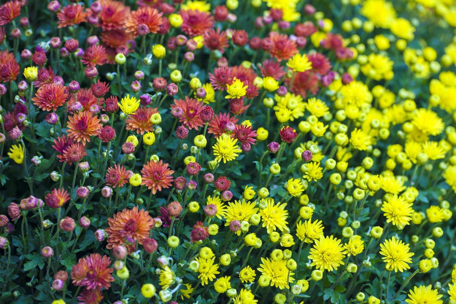 flores e folhas coloridas da flora romântica viva foto