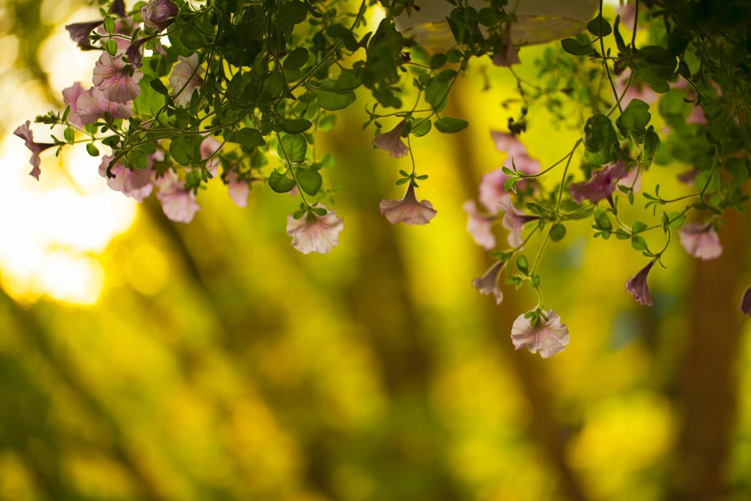 flores e folhas coloridas da flora romântica viva foto