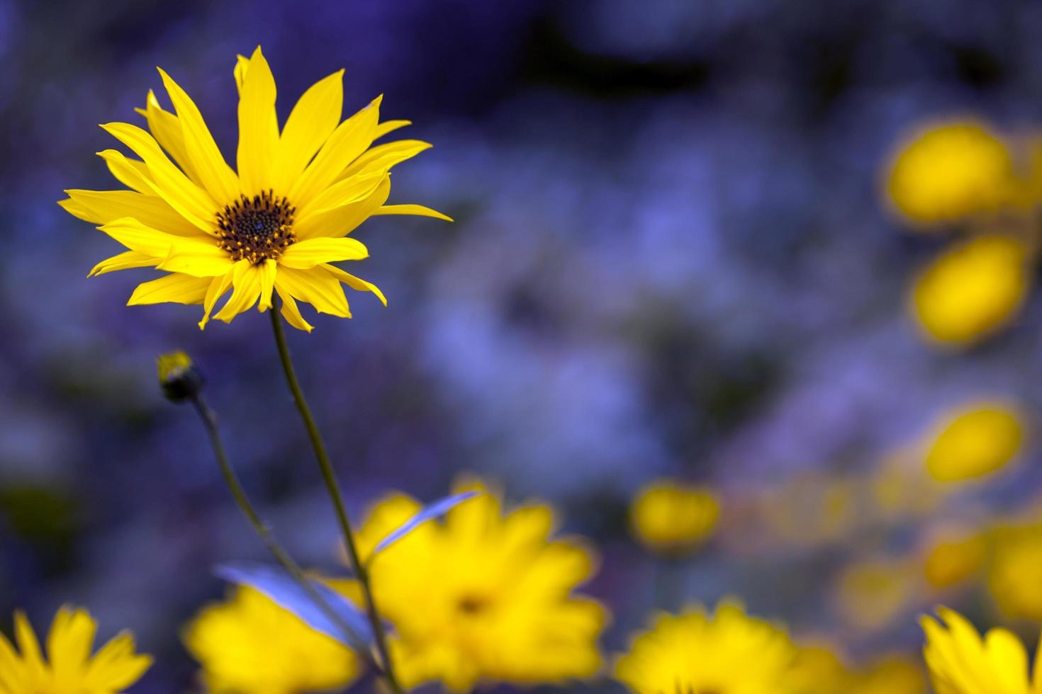 flores amarelas na natureza foto
