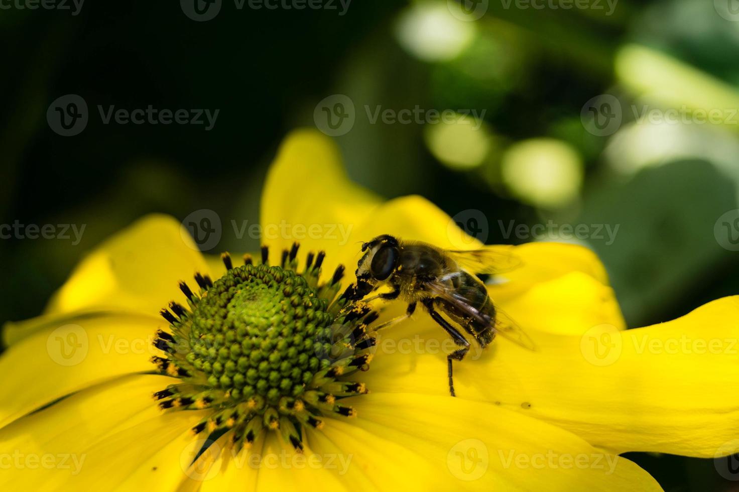 os insetos coletam pólen no jardim foto