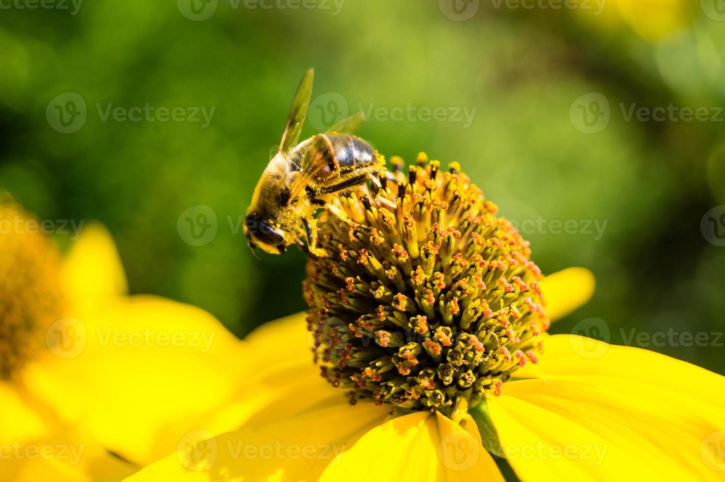 os insetos coletam pólen no jardim foto