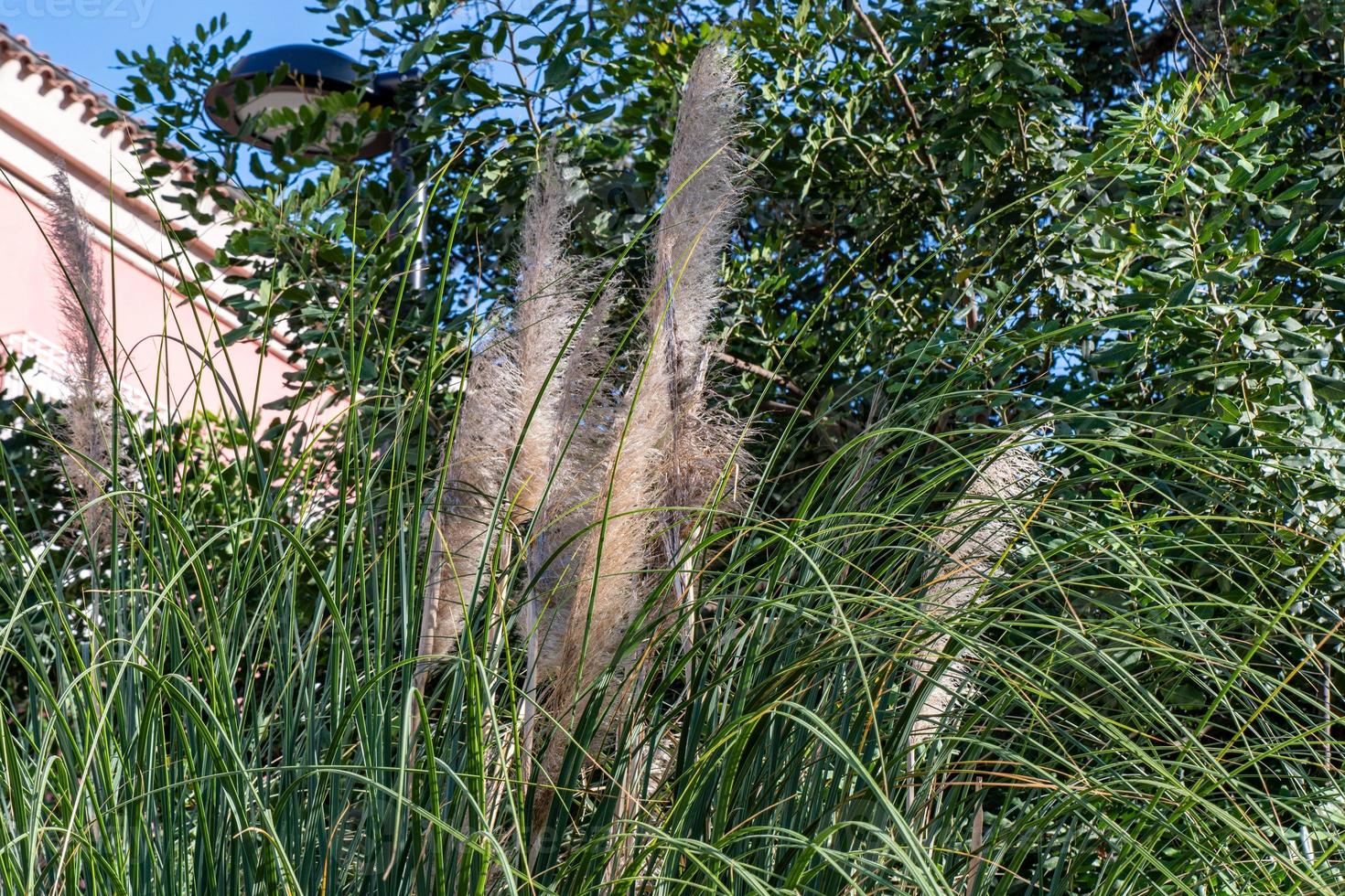 planta de pampa característica por suas penas foto