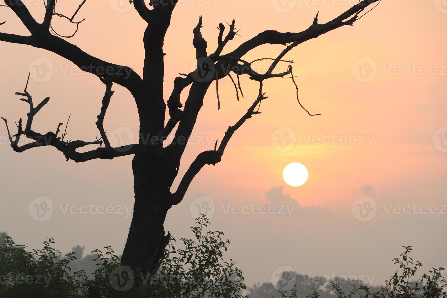 bela vista do nascer do sol com a silhueta das árvores tamil nadu na Índia foto