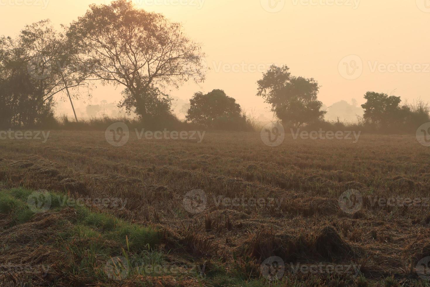 bela vista do nascer do sol com a silhueta das árvores tamil nadu na Índia foto