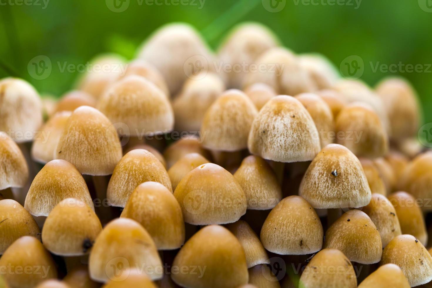 cogumelo de fungo natural na natureza verde foto