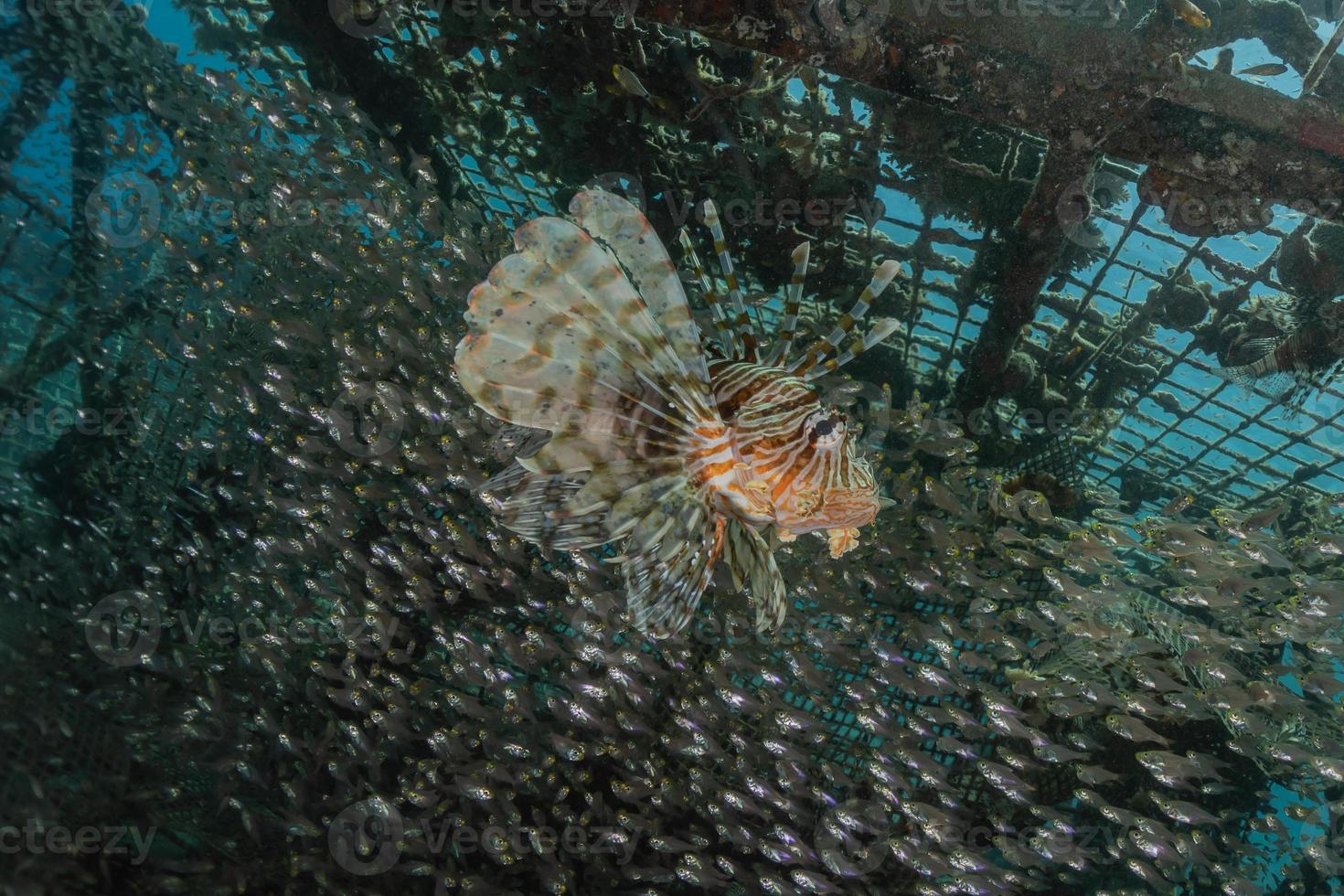 peixe-leão no mar vermelho peixes coloridos, eilat israel foto