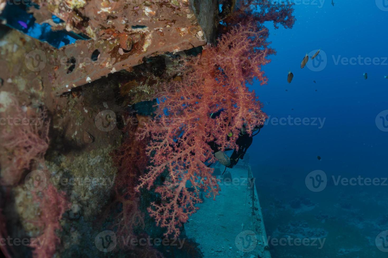 recife de coral e plantas aquáticas no mar vermelho, eilat israel foto