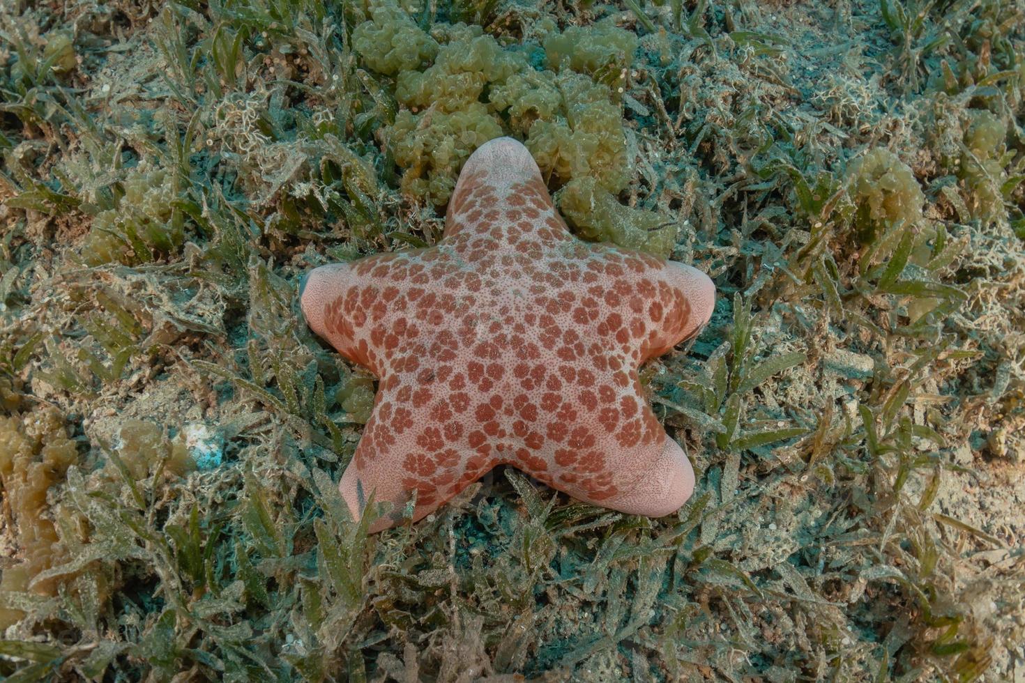 estrela do mar no fundo do mar no mar vermelho, eilat israel foto