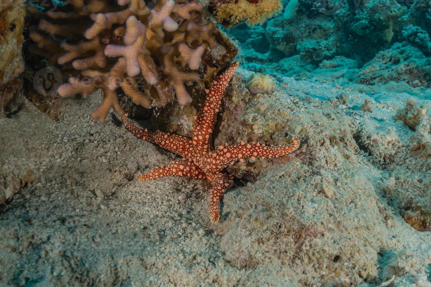 estrela do mar no fundo do mar no mar vermelho, eilat israel foto