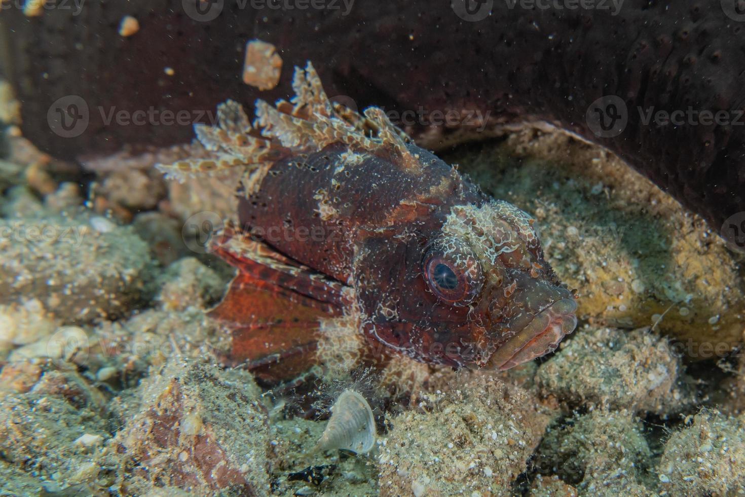 peixes nadam no mar vermelho, peixes coloridos, eilat israel foto