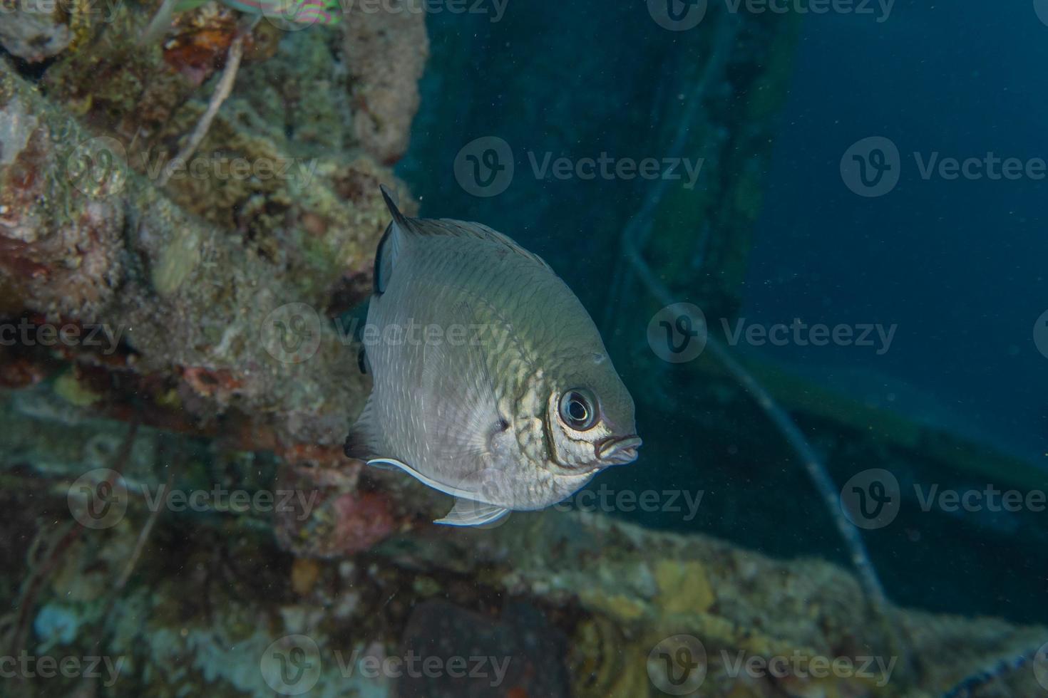 peixes nadam no mar vermelho, peixes coloridos, eilat israel foto