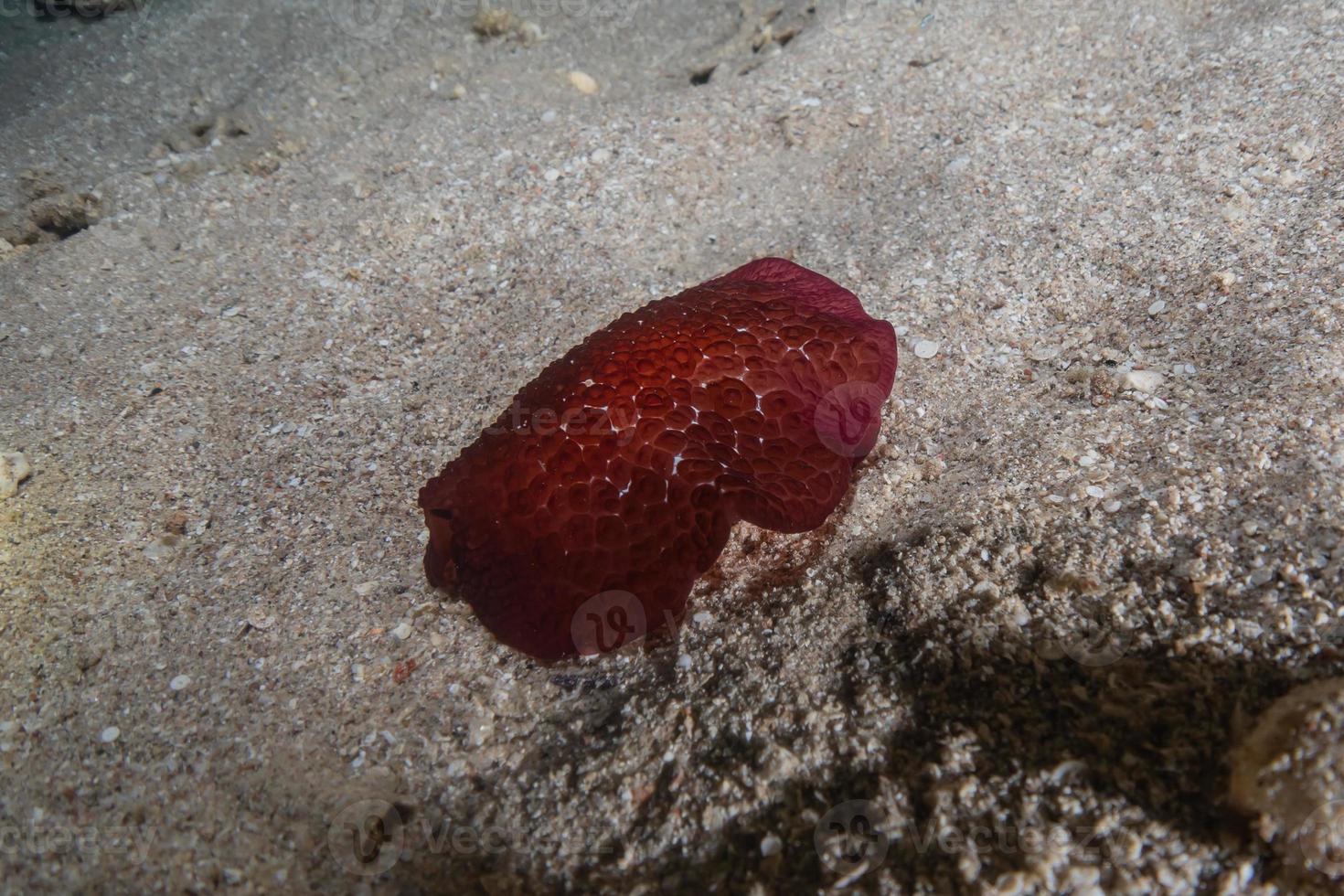 lesma do mar no mar vermelho colorida e bonita, eilat israel foto