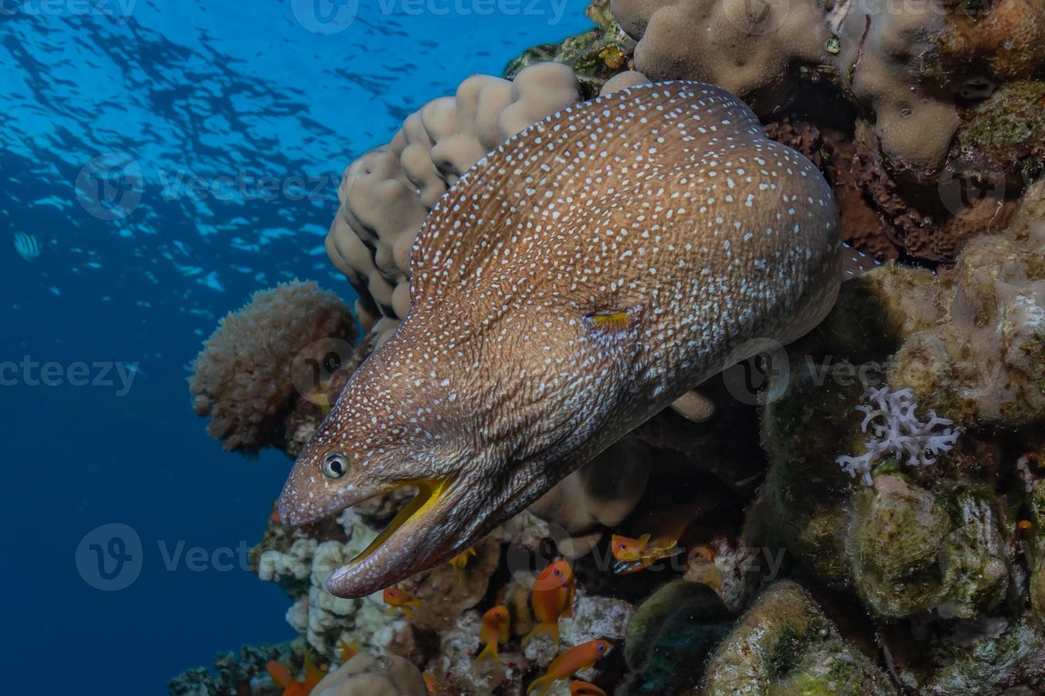 moreia mooray lycodontis undulatus no mar vermelho, eilat israel foto