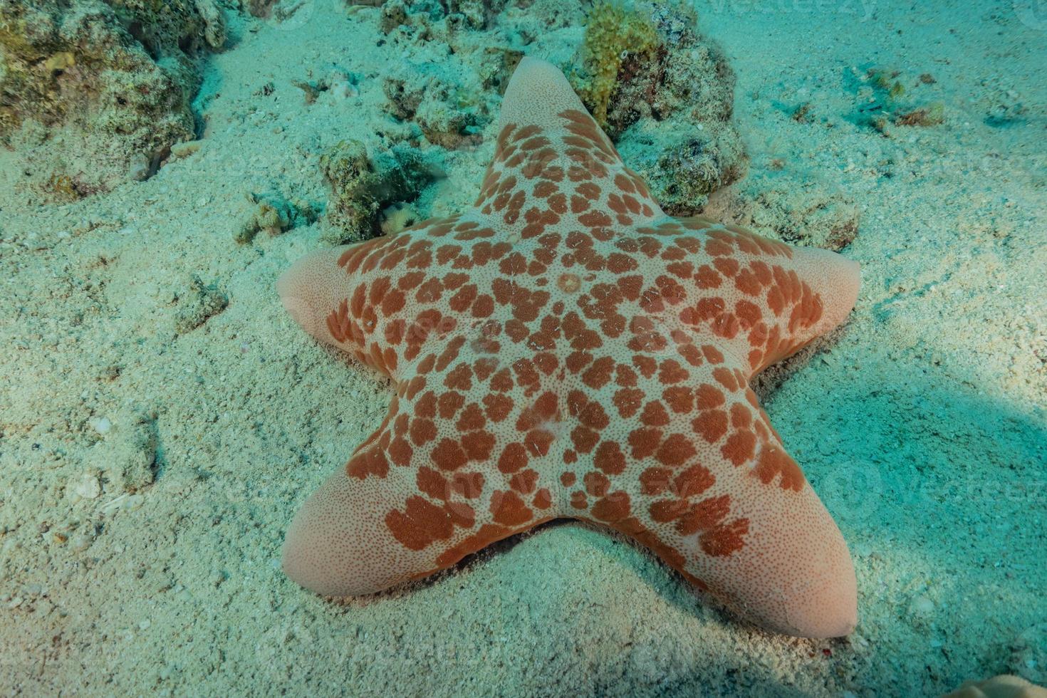 estrela do mar no fundo do mar no mar vermelho, eilat israel foto