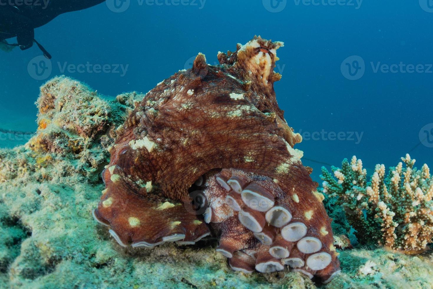 polvo rei da camuflagem no mar vermelho, eilat israel foto