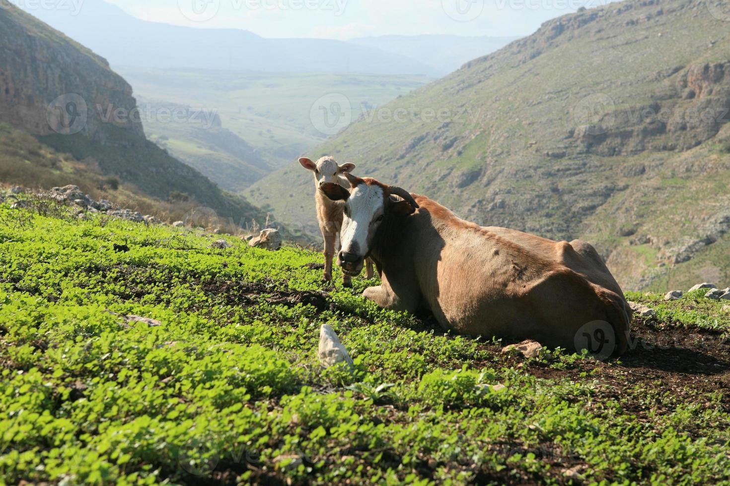 paisagens incríveis de israel, vistas da terra sagrada foto