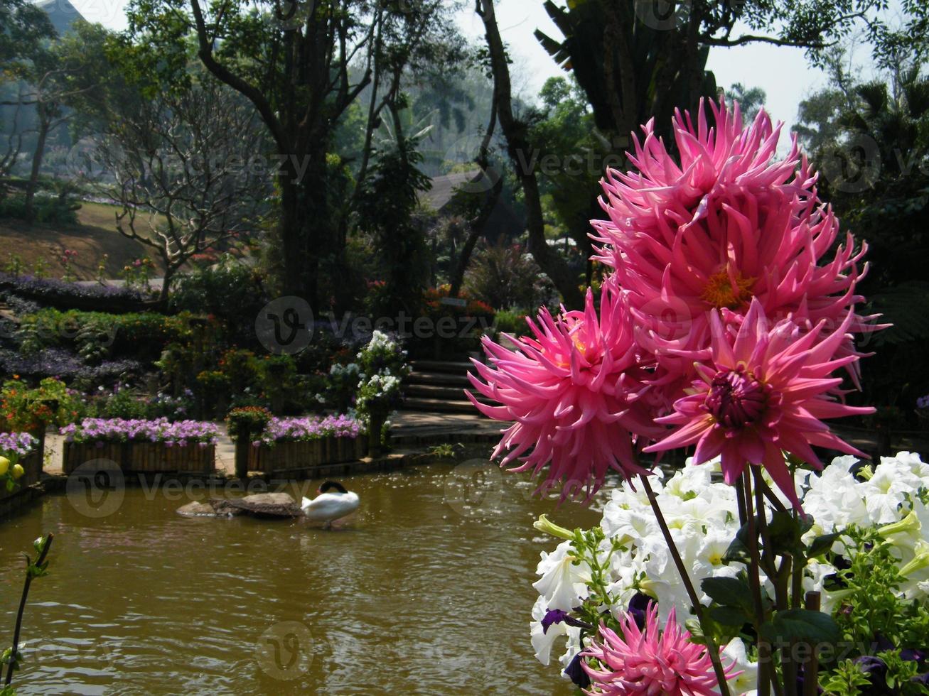 flores no jardim botânico da Índia, coloridas e bonitas foto