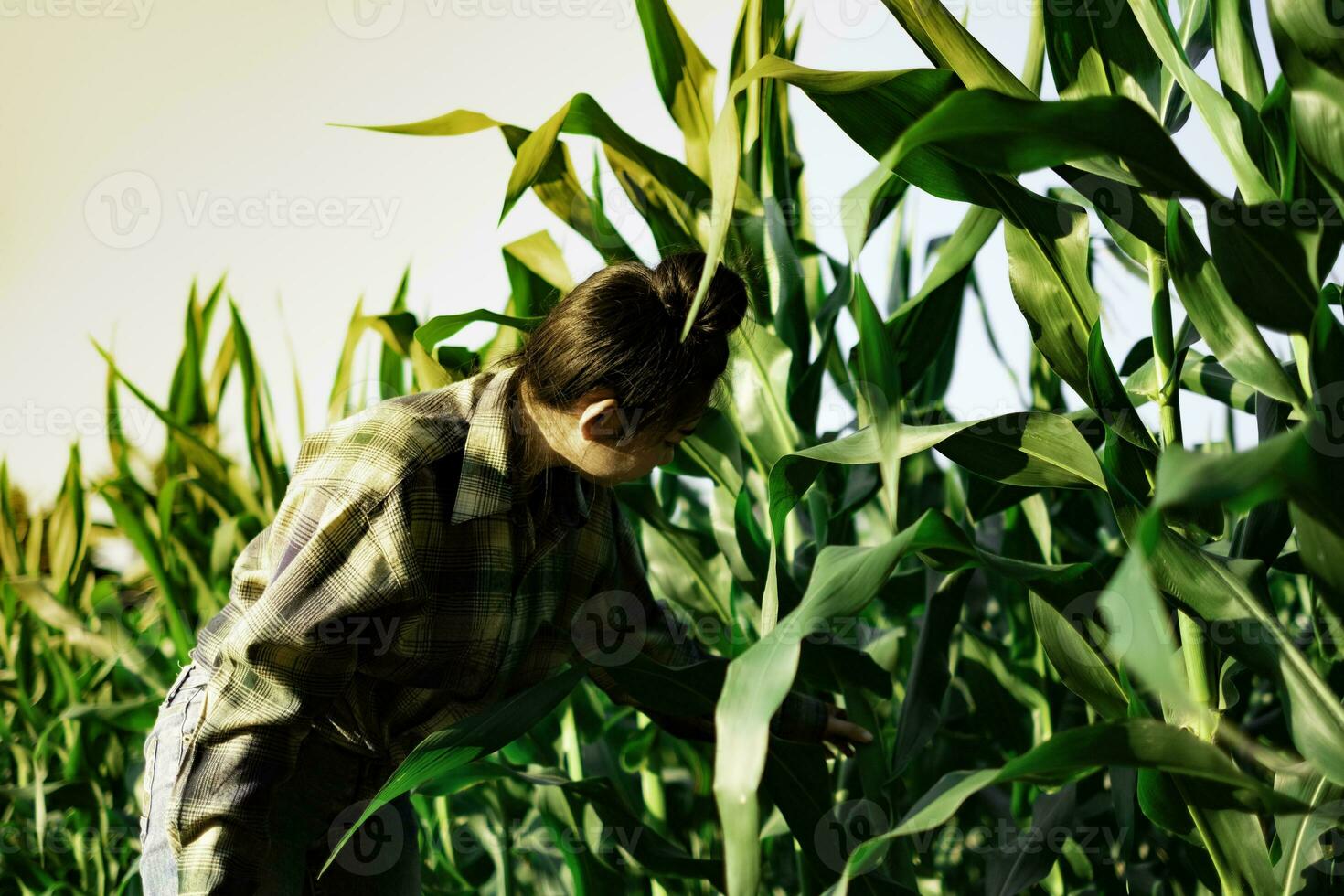 jovem agricultor observando alguns gráficos de milho em campo foto