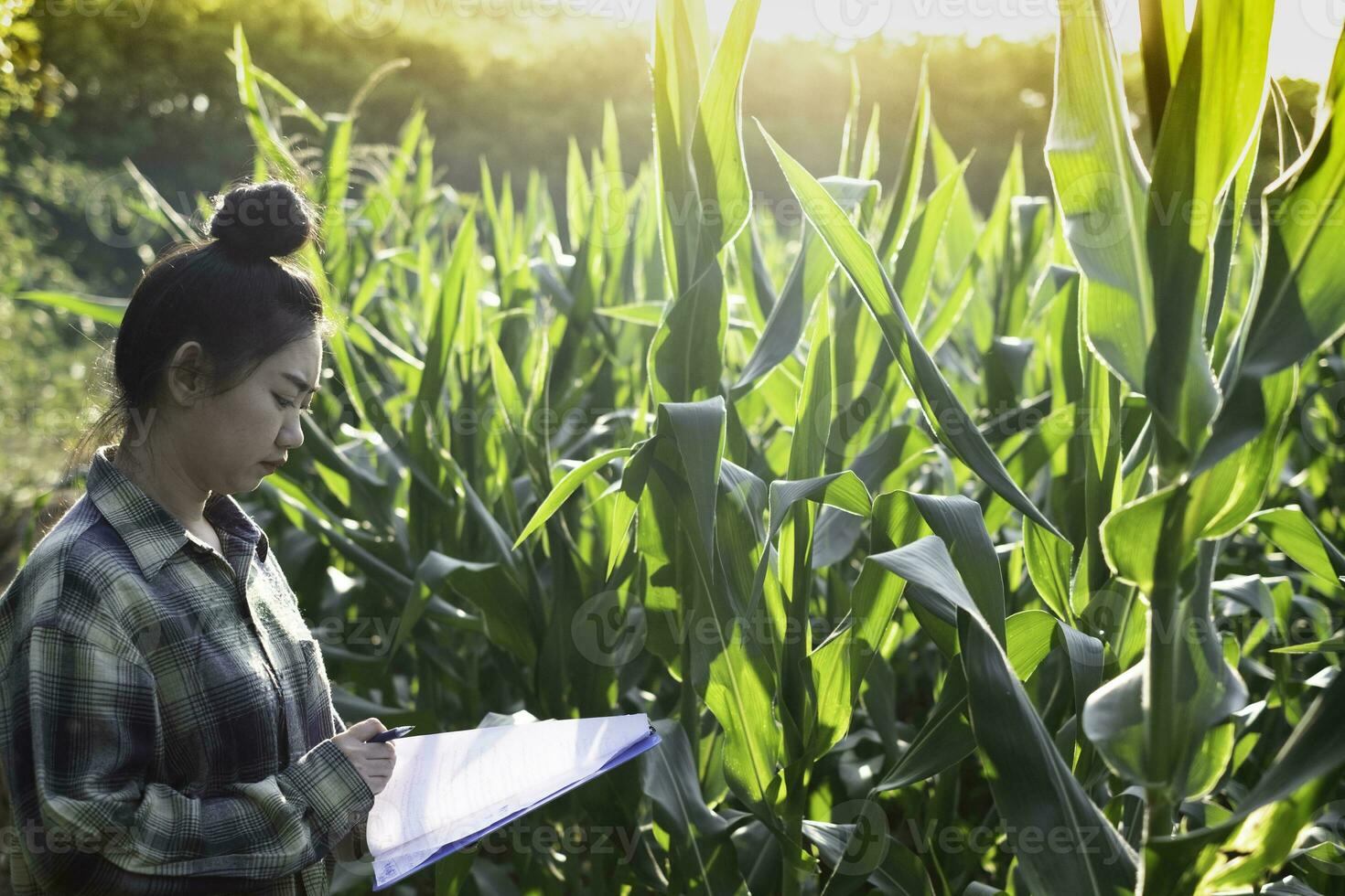 jovem agricultor observando alguns gráficos de milho em campo foto