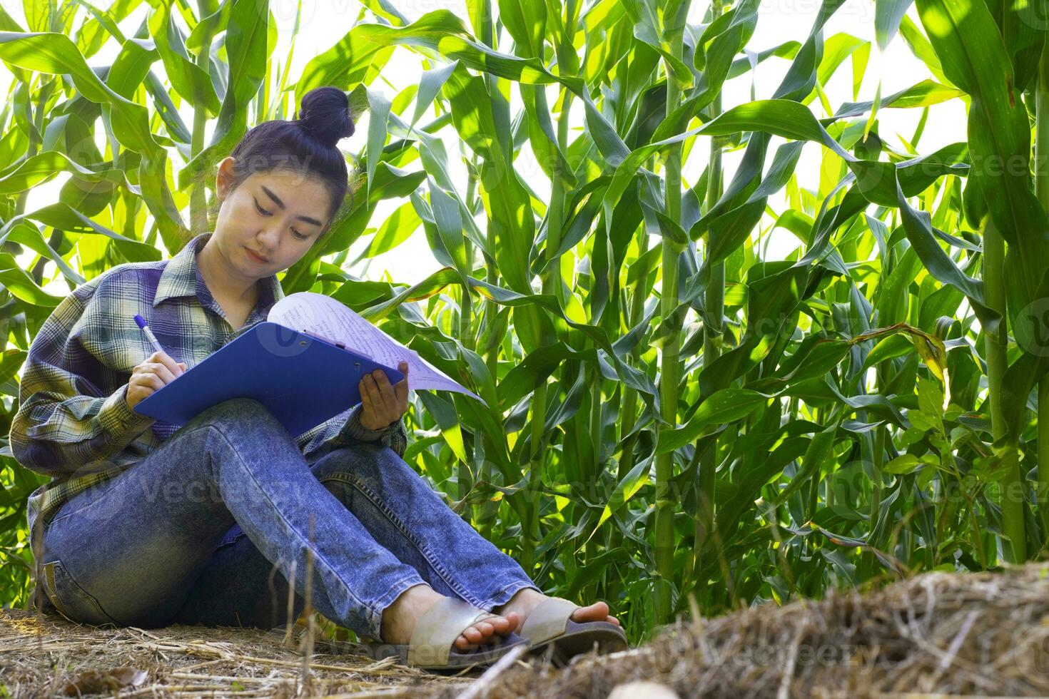 jovem agricultor observando alguns gráficos de milho em campo foto