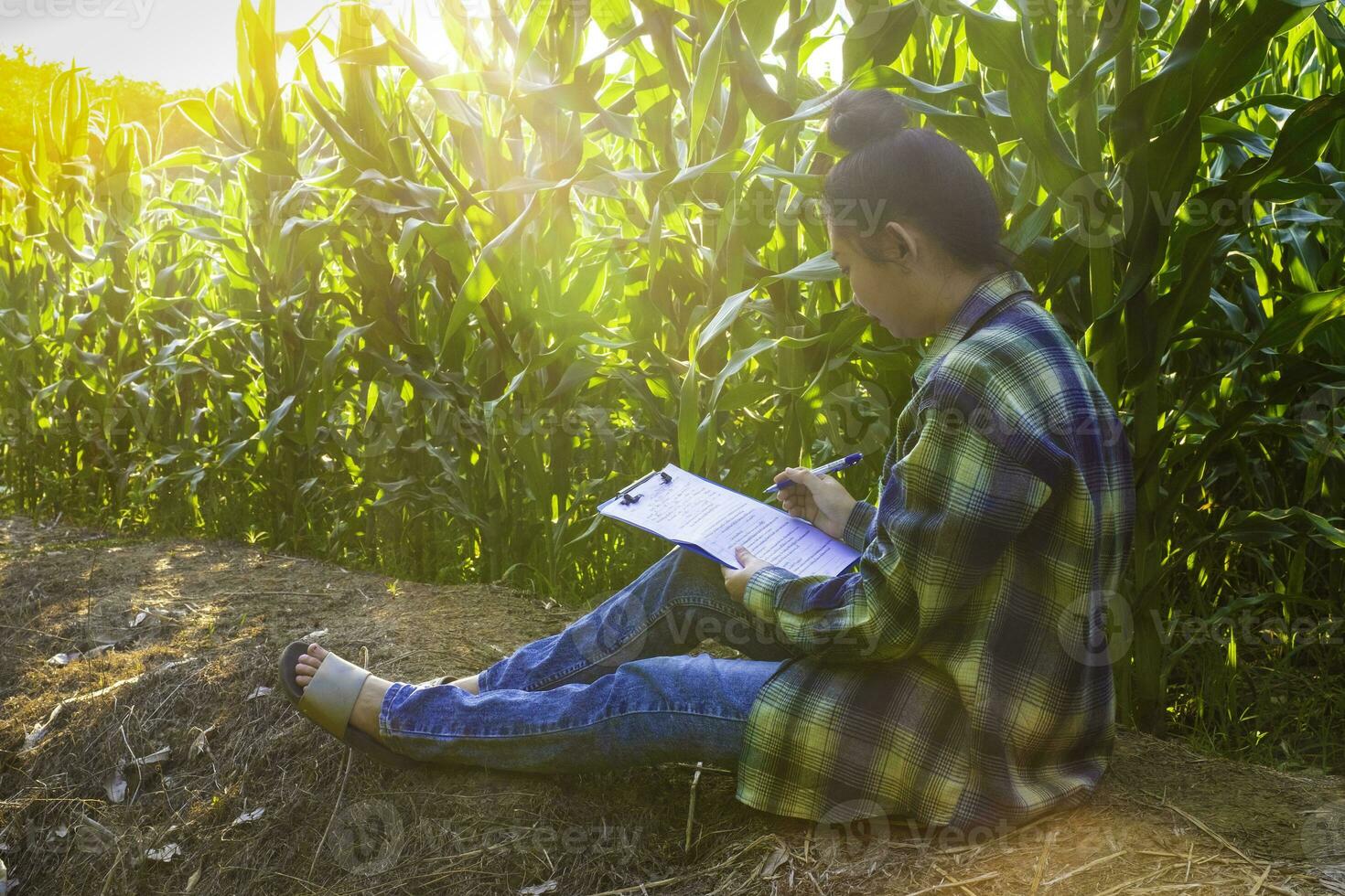 jovem agricultor observando alguns gráficos de milho em campo foto