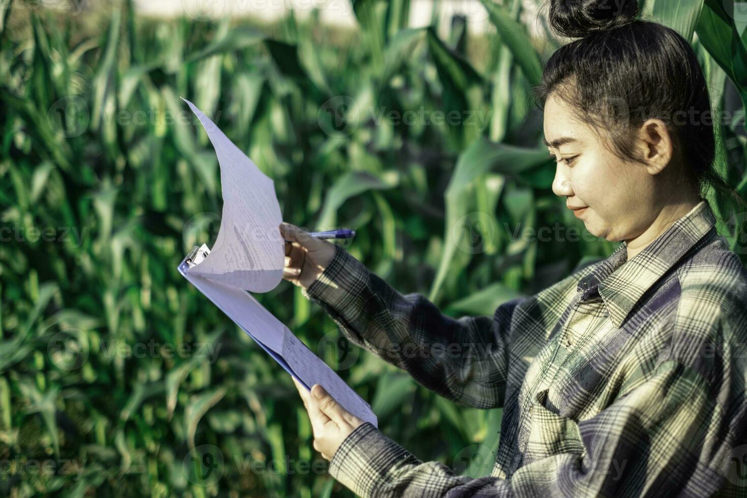 jovem agricultor observando alguns gráficos de milho em campo foto