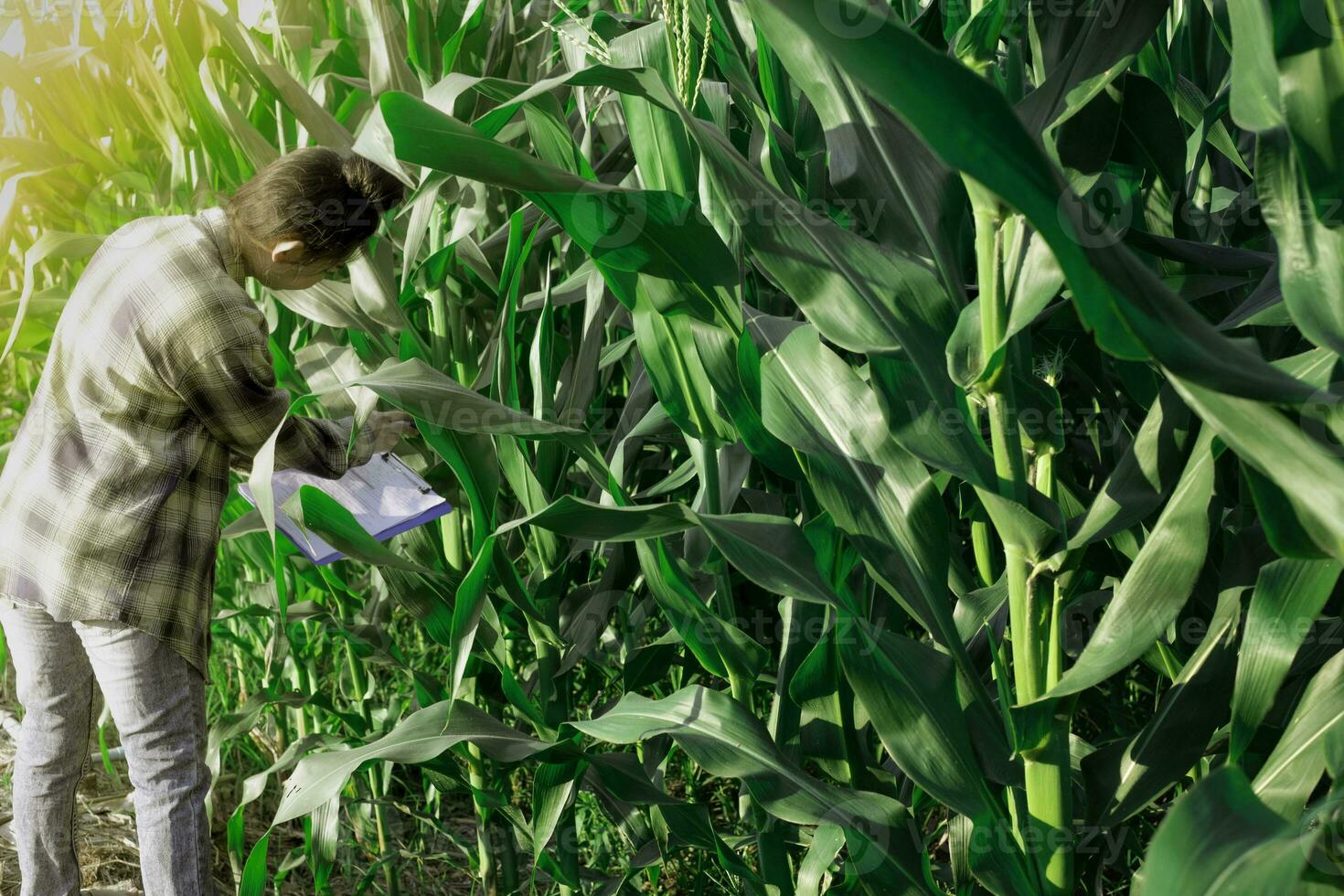 jovem agricultor observando alguns gráficos de milho em campo foto