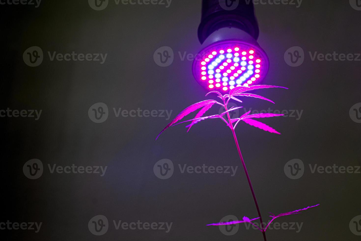 planta muda de cannabis crescendo em vaso com luz led de crescimento foto