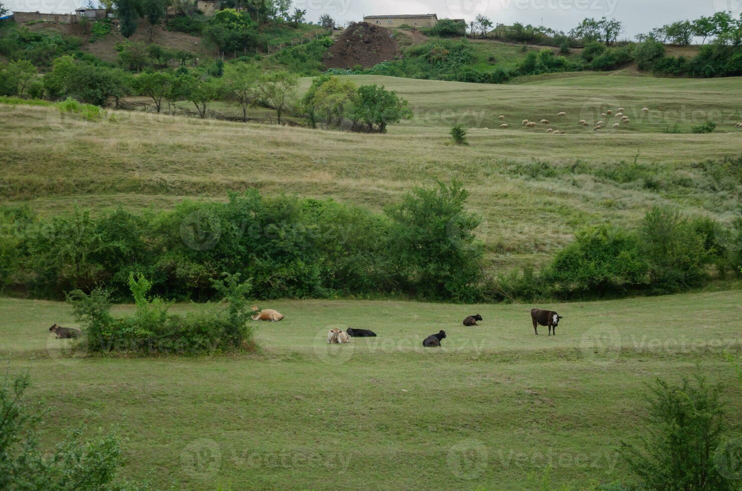 vacas e bezerros em a corre dentro verão. Alto qualidade foto