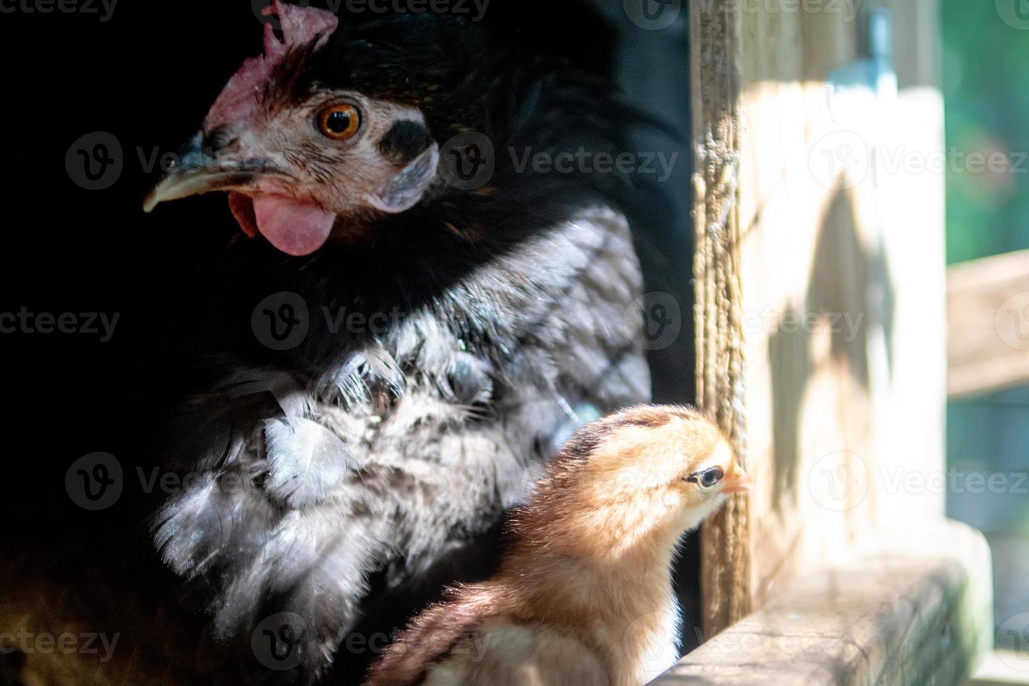 mãe galinha com pintinhos foto