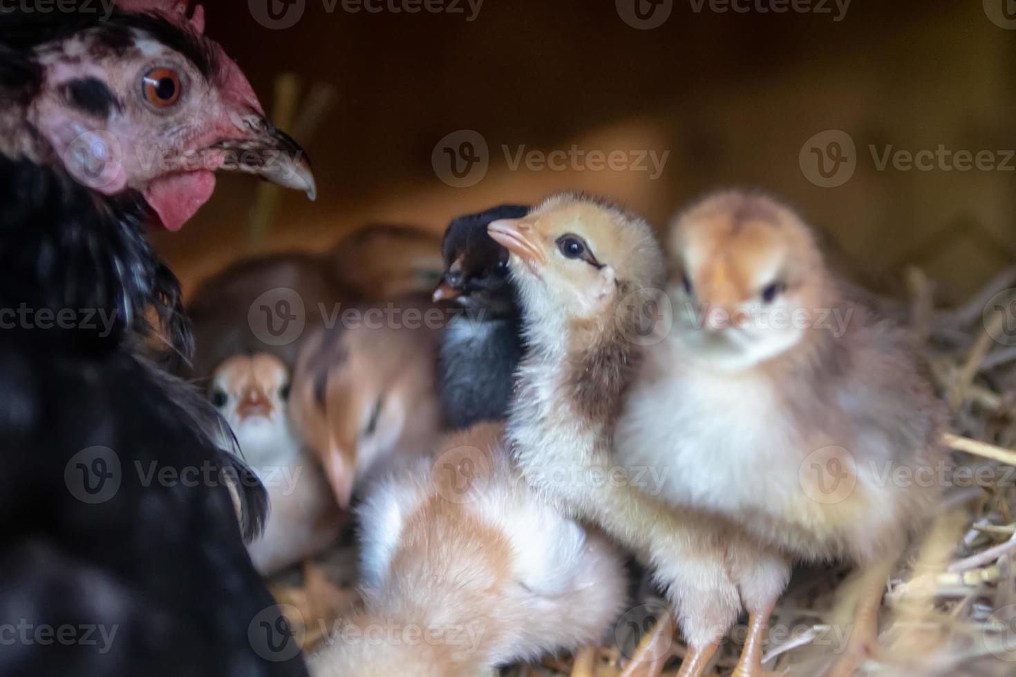 mãe galinha com pintinhos foto