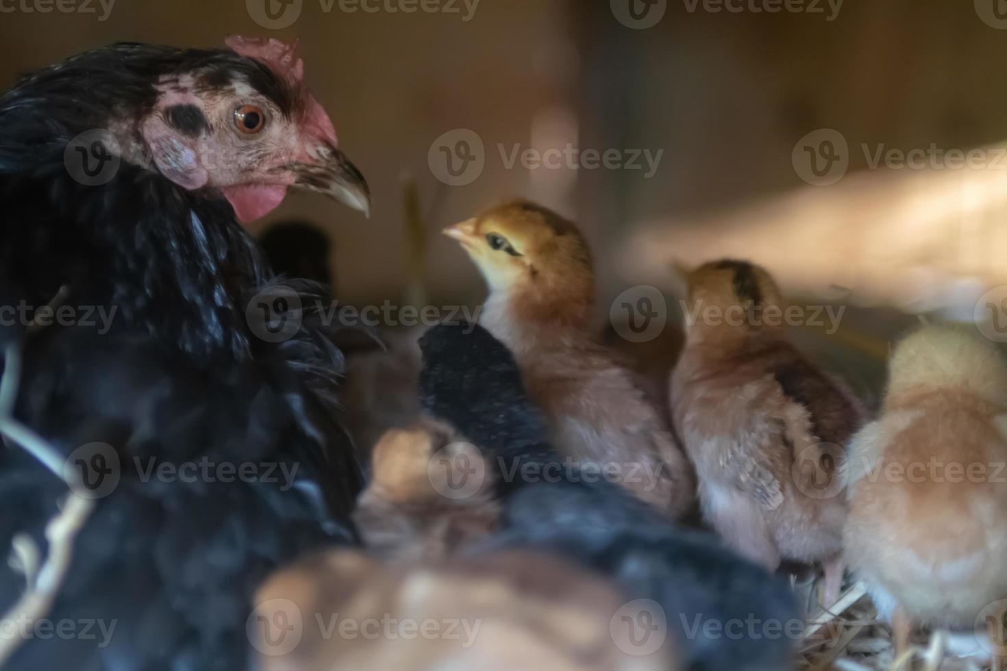 mãe galinha com pintinhos foto