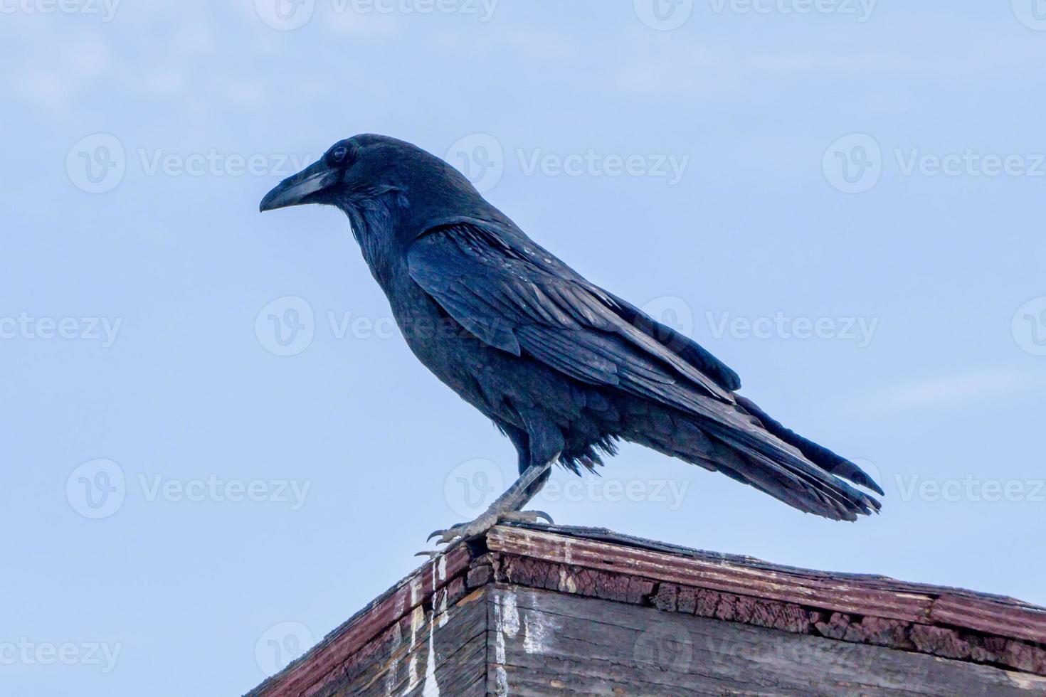 corvo ou corvo empoleirado em uma velha cabana no vale da morte foto