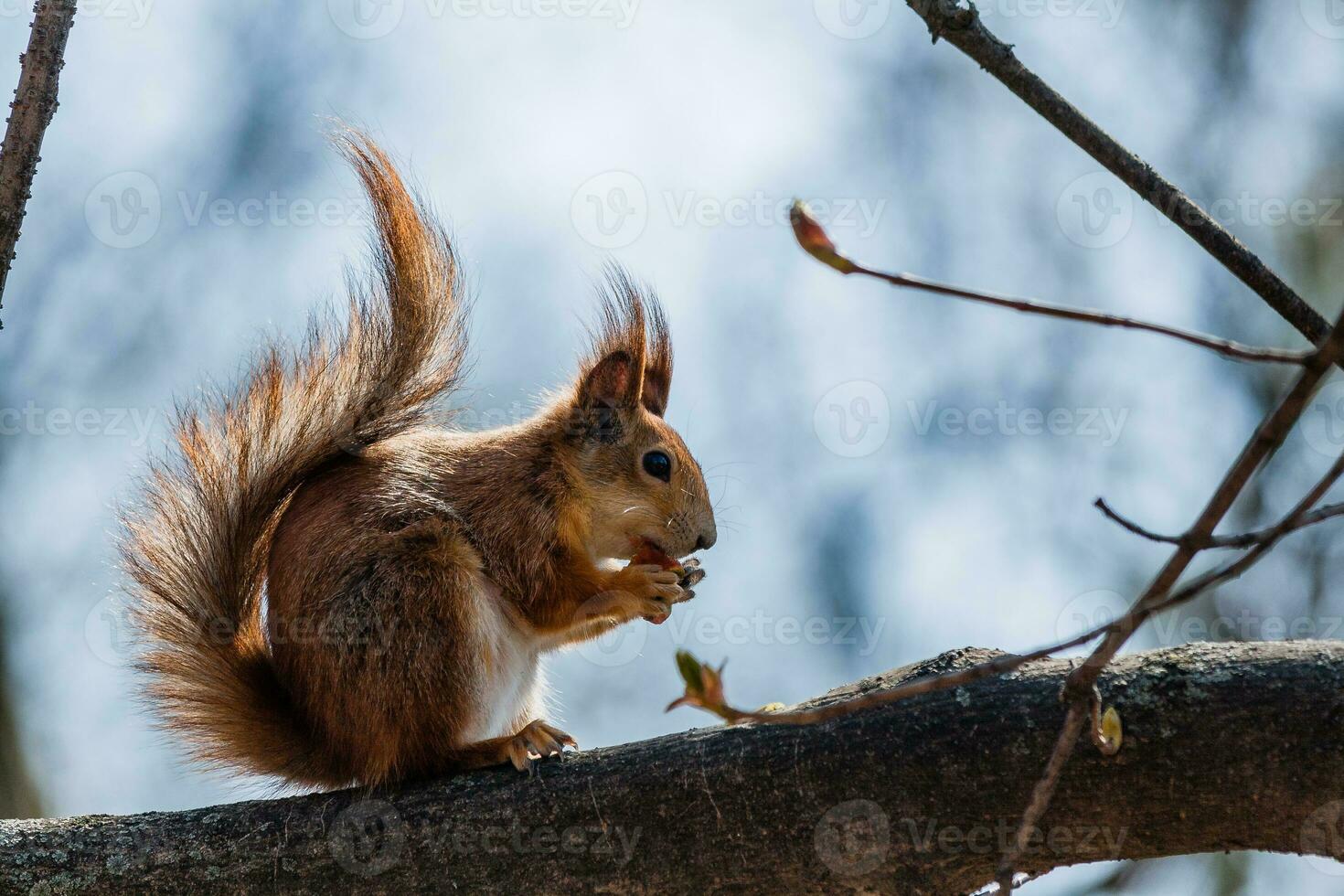 esquilo senta-se em uma árvore foto