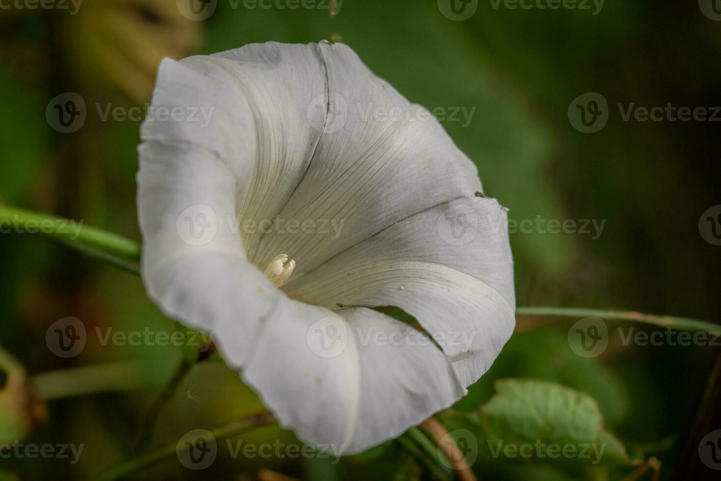 fechar acima do a cerca erva daninha encontrado dentro uma selvagem de a mar, leste sussex, Reino Unido foto