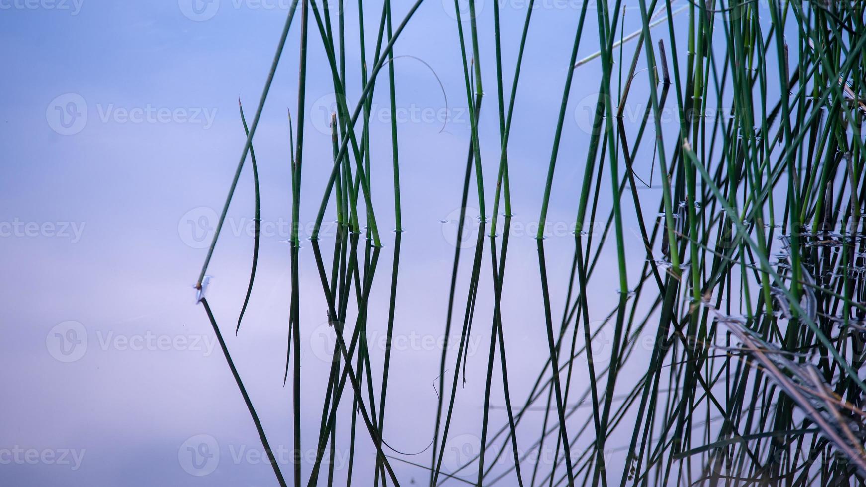 reed greens à beira do lago resumos do início da manhã foto