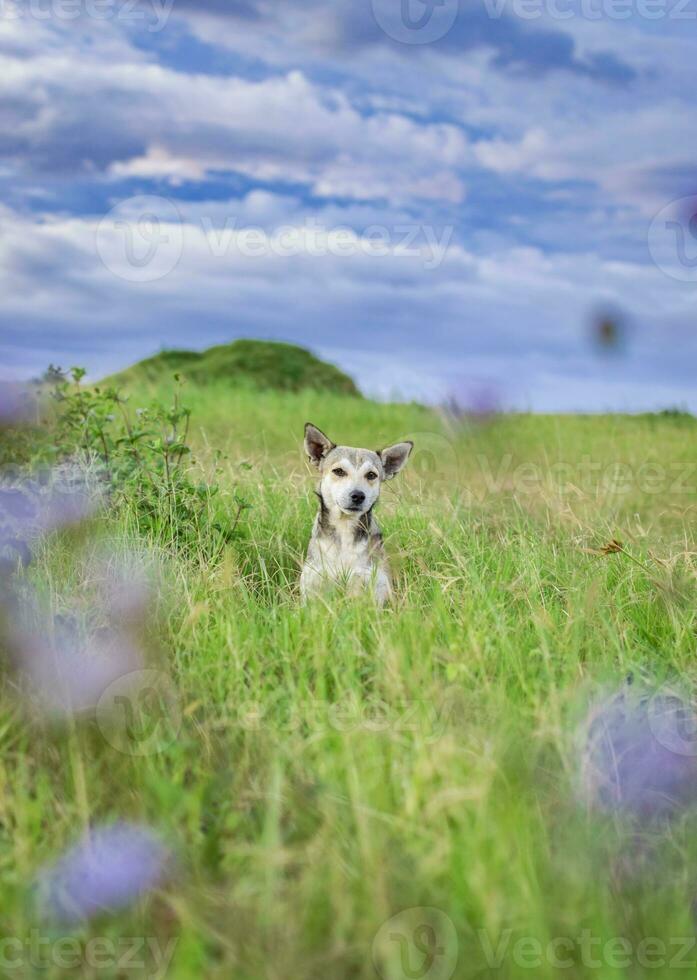 retrato do uma cachorro dentro a campo, uma cachorro dentro a campo com cópia de espaço foto