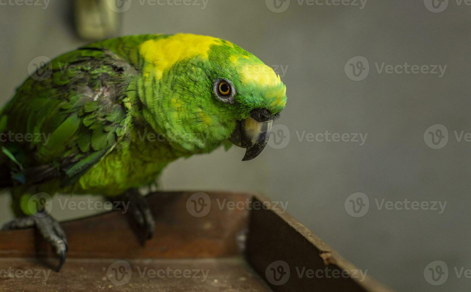 fechar acima do uma verde emplumado papagaio, fechar acima do verde papagaio olho com cópia de espaço foto