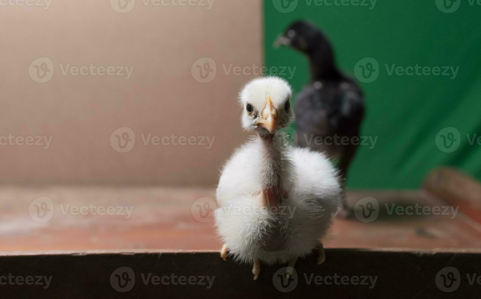 retrato do uma fofa pintinho olhando para a Câmera, piroco branco pintinho olhando para a Câmera foto