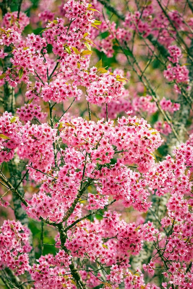 flores rosa de sakura da Tailândia florescendo no inverno foto