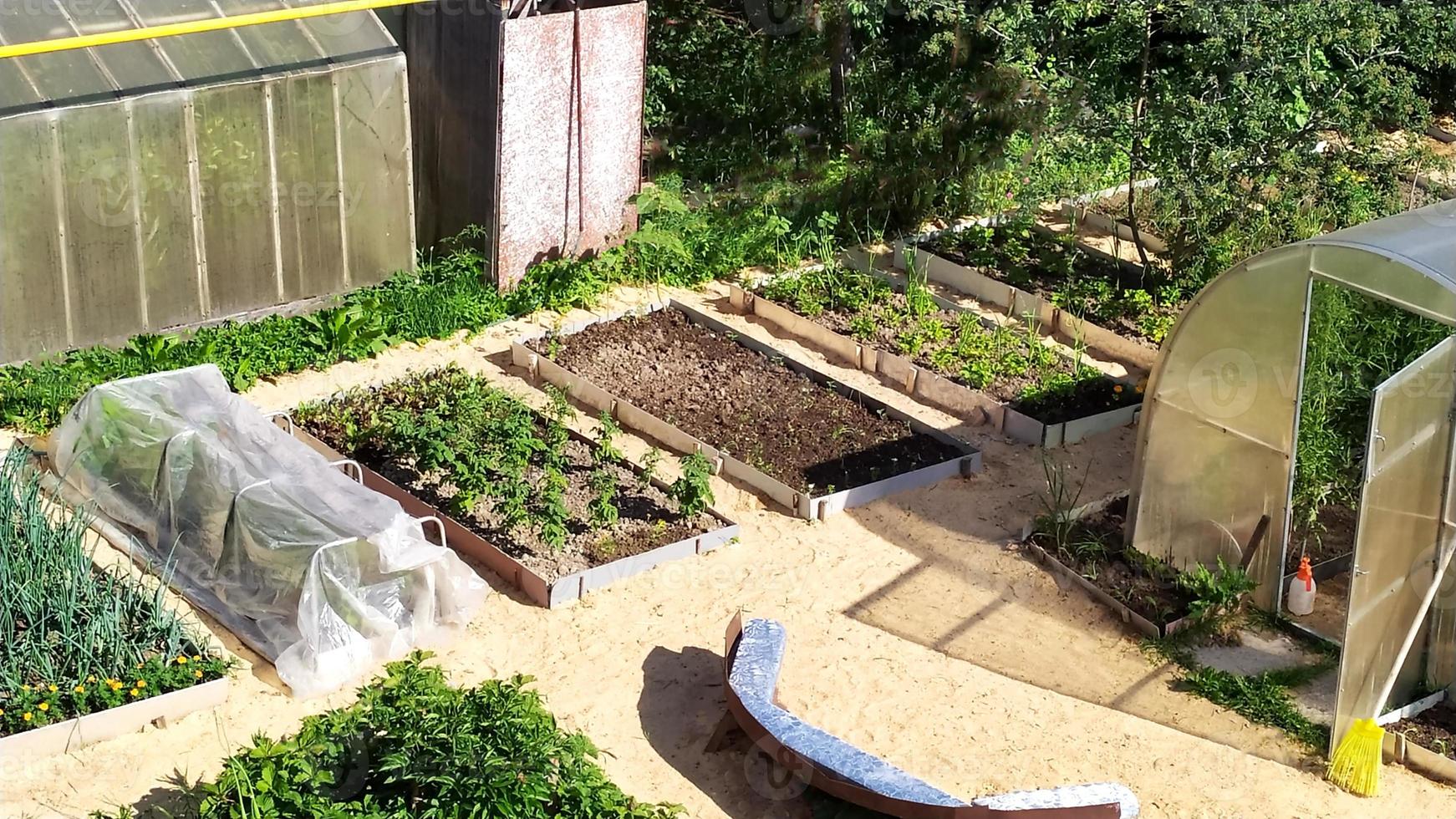 jardins com vegetais em sua casa de verão. plantações de vegetais foto