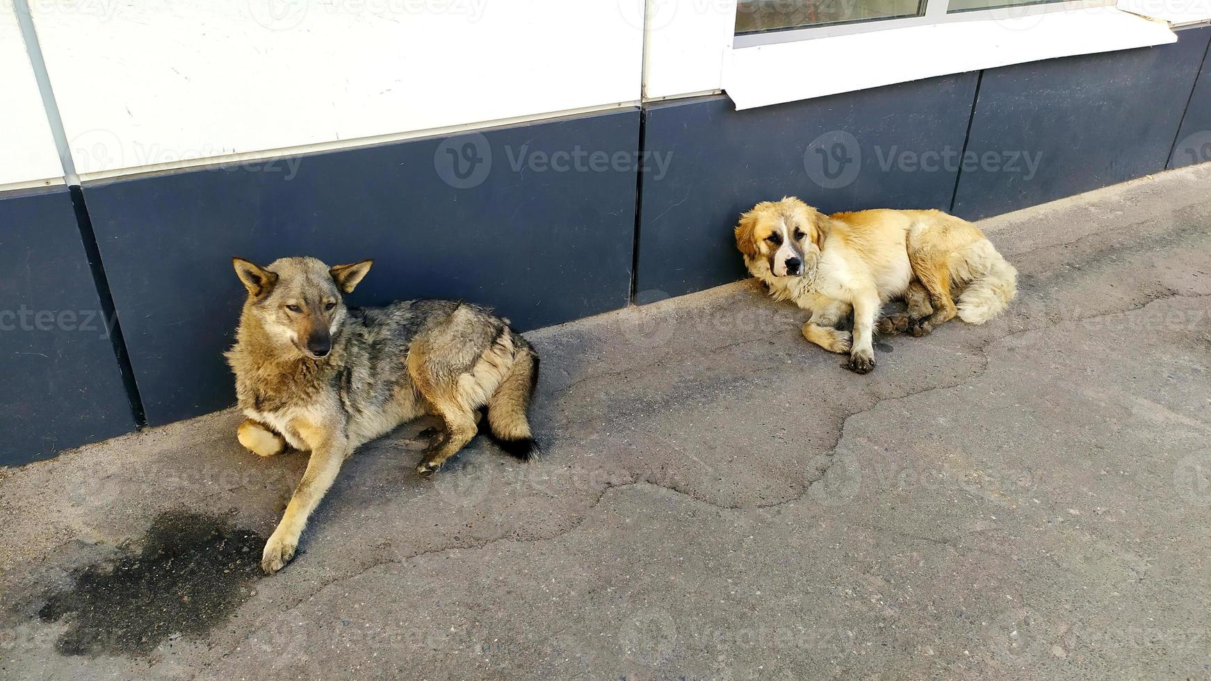 cães desabrigados mentem perto do prédio da cidade. cachorros grandes estão descansando foto