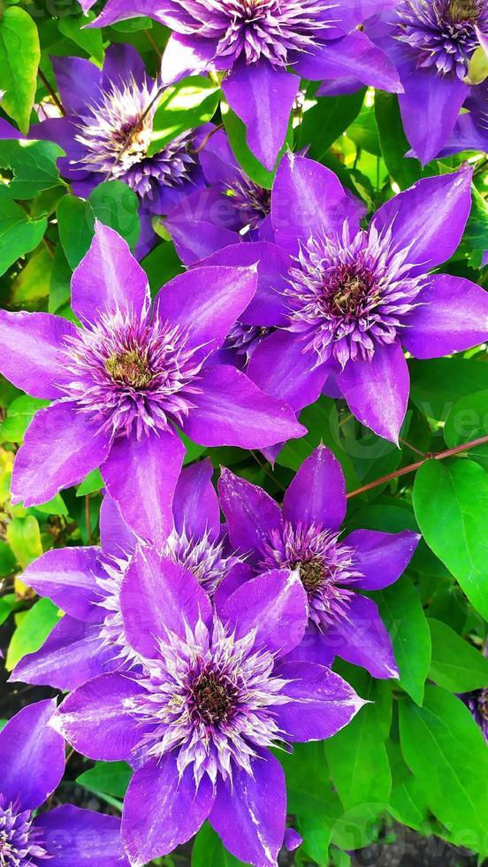 clematite violeta sobre um fundo de close-up de folhas verdes. foto