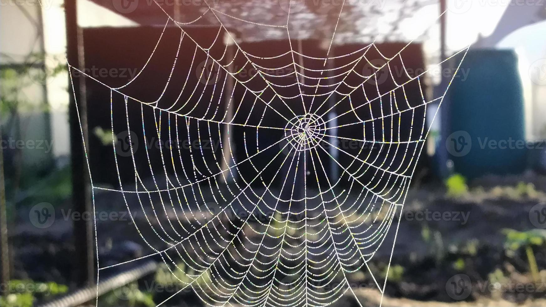 teias de aranha nas árvores. uma aranha teceu uma bela teia de aranha foto