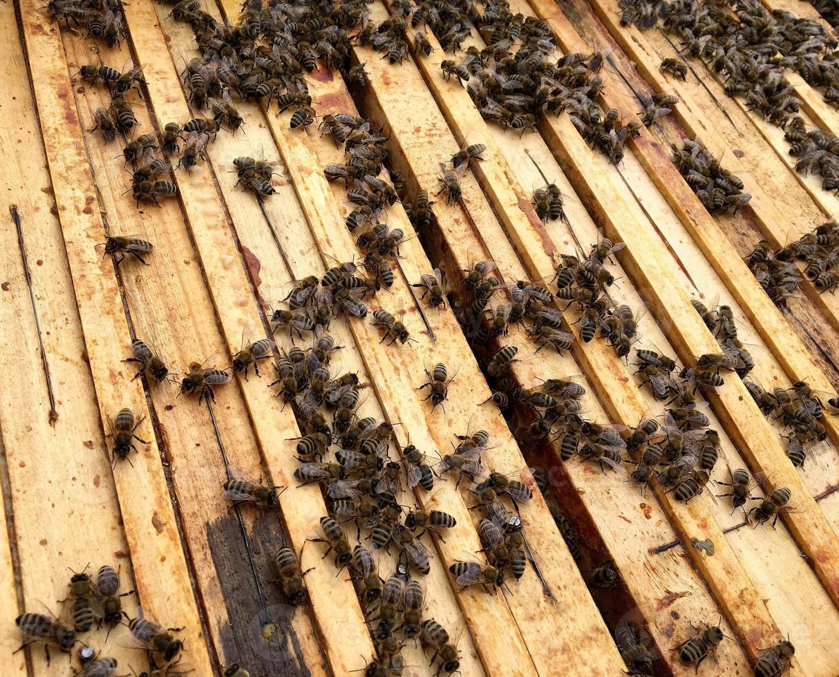 abelha alada voa lentamente para a colmeia coletar néctar em apiário particular foto