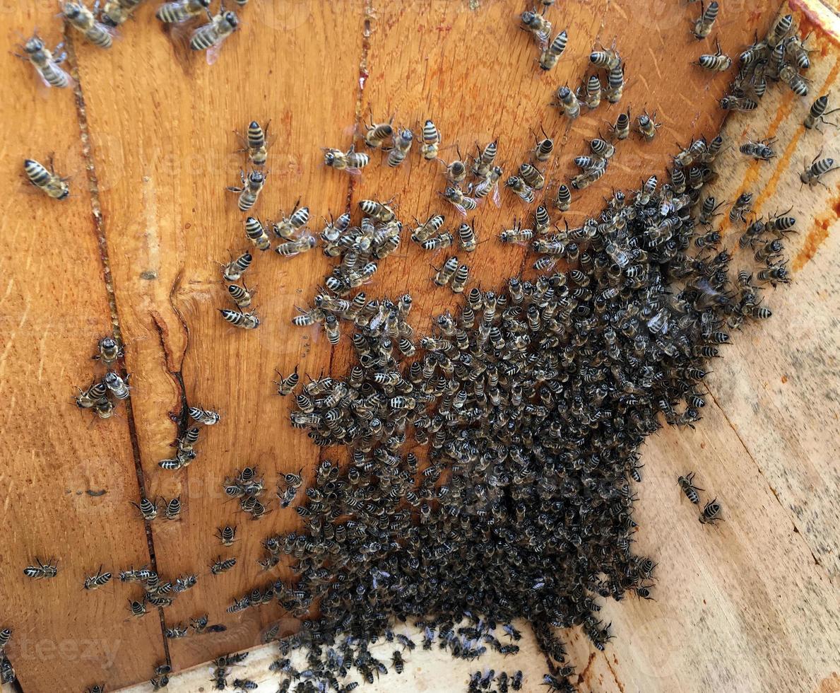 abelha alada voa lentamente para a colmeia coletar néctar em apiário particular foto